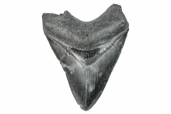 Serrated, Fossil Megalodon Tooth - South Carolina #286465